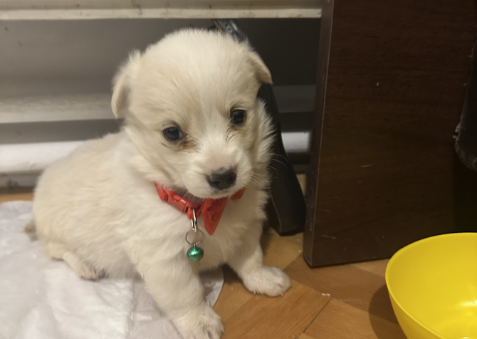 Maltipoo yavru 2 aylık çipli aşılı